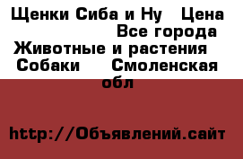 Щенки Сиба и Ну › Цена ­ 35000-85000 - Все города Животные и растения » Собаки   . Смоленская обл.
